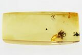 Fossil Pseudoscorpion and Spider in Baltic Amber #300702-1